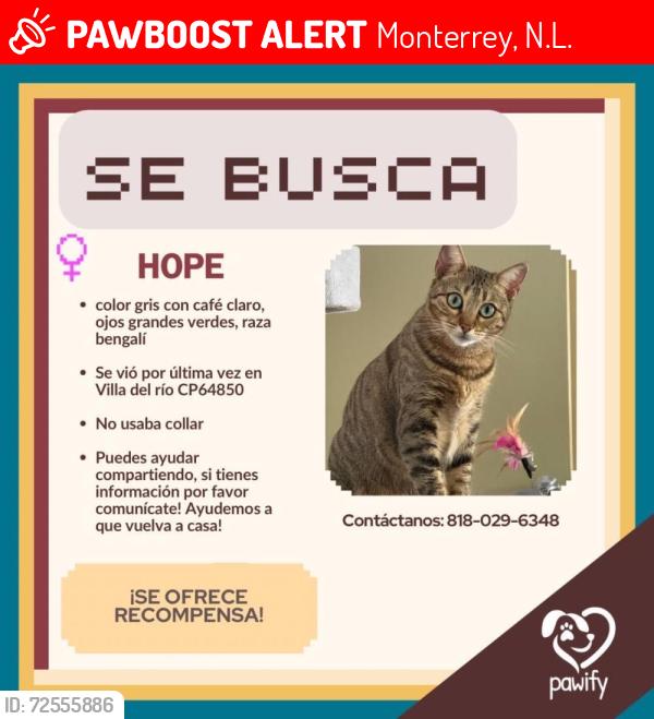 Lost Female Cat last seen Villa del rio  rio santa catarina rio salado, Monterrey, N.L. 64630