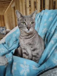 Found/Stray Female Cat last seen Near Roda Dr , Conroe, TX 77303