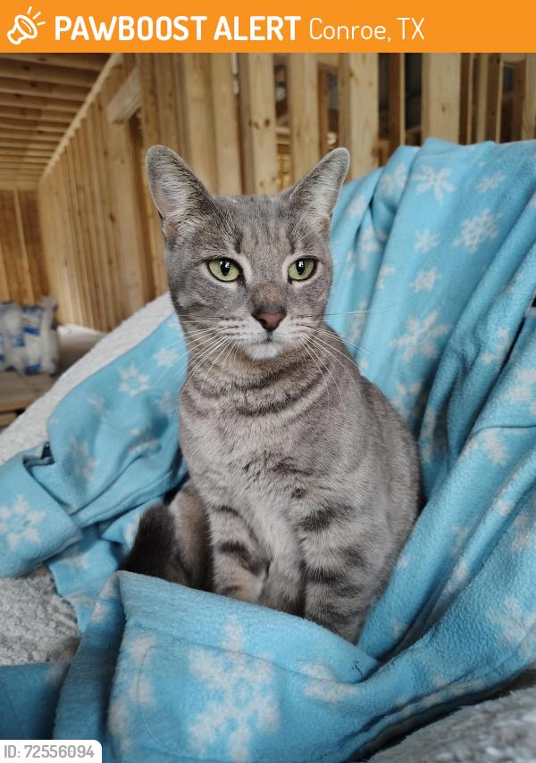 Found/Stray Female Cat last seen Near Roda Dr , Conroe, TX 77303
