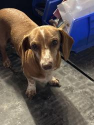 Lost Male Dog last seen Bandera rd and evers, San Antonio, TX 78228