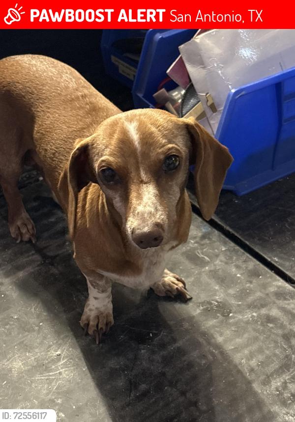 Lost Male Dog last seen Bandera rd and evers, San Antonio, TX 78228