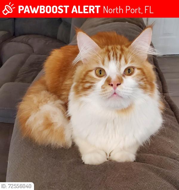 Lost Male Cat last seen Cranberry Blvd., North Port, FL 34286