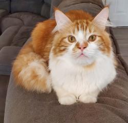 Lost Male Cat last seen Cranberry Blvd., North Port, FL 34286