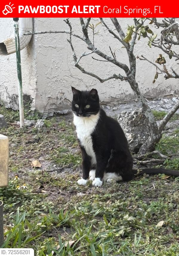 Lost Female Cat last seen Nw 29th DR and 87th Terrace , Coral Springs, FL 33065