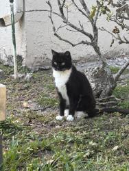 Lost Female Cat last seen Nw 29th DR and 87th Terrace , Coral Springs, FL 33065