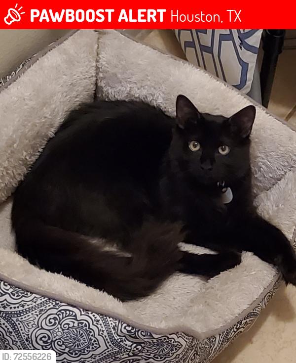 Lost Male Cat last seen Scott St., Tierwester St., Houston, TX 77021