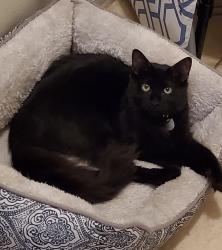 Lost Male Cat last seen Scott St., Tierwester St., Houston, TX 77021