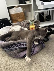 Found/Stray Male Cat last seen 4th place and Clara St, Port Hueneme, CA 93041