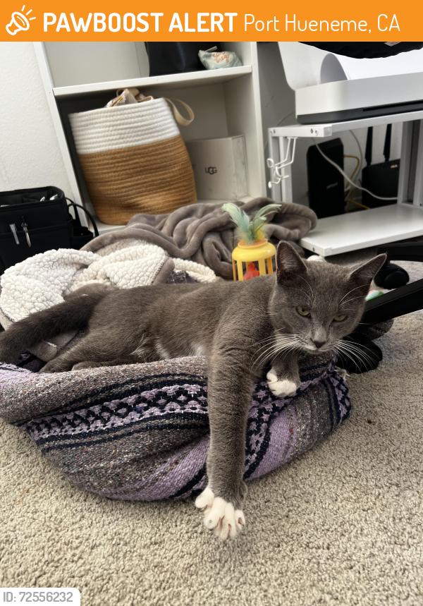 Found/Stray Male Cat last seen 4th place and Clara St, Port Hueneme, CA 93041