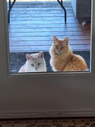 Lost Male Cat last seen Bywater Way, Port Ludlow, WA 98365