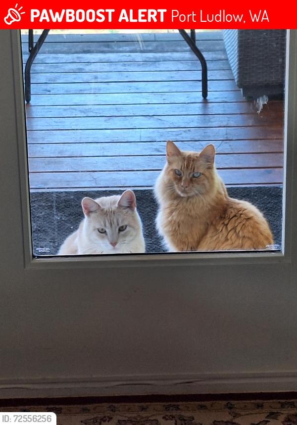Lost Male Cat last seen Bywater Way, Port Ludlow, WA 98365