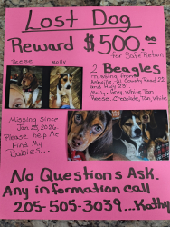 Lost Female Dog last seen Hwy 231, Ashville, AL 35953