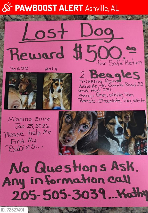 Lost Female Dog last seen Hwy 231, Ashville, AL 35953