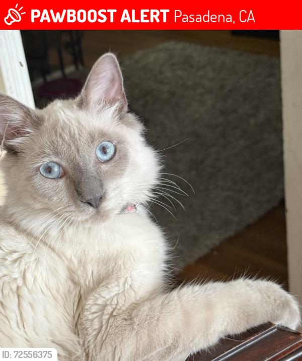 Lost Male Cat last seen Michillinda, Woodward and California, Pasadena, CA 91107