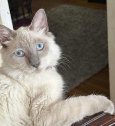 Lost Male Cat last seen Michillinda, Woodward and California, Pasadena, CA 91107