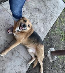 Lost Male Dog last seen Klondike, San Antonio, TX 78245