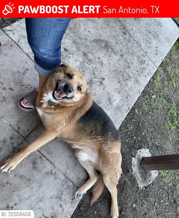 Lost Male Dog last seen Klondike, San Antonio, TX 78245
