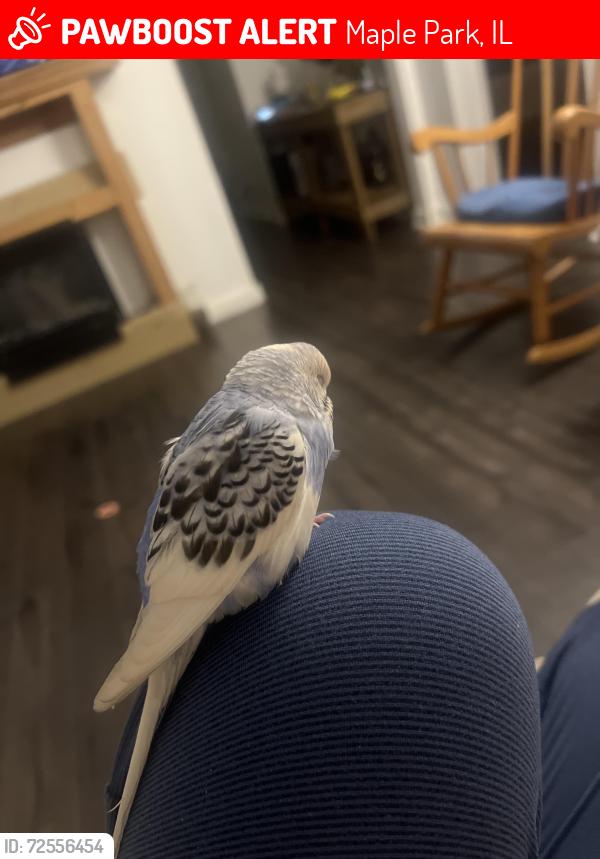 Lost Unknown Bird last seen E County line rd, Maple Park, IL 60151