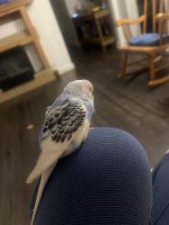 Lost Unknown Bird last seen E County line rd, Maple Park, IL 60151