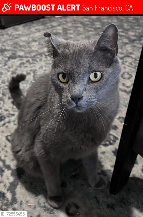 Lost Male Cat last seen 34th and Kirkham , San Francisco, CA 94122