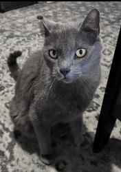Lost Male Cat last seen 34th and Kirkham , San Francisco, CA 94122