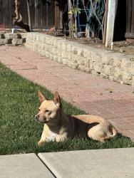 Reunited Male Dog last seen Remington Way & Millbrook Drive, San Jose, CA 95148, USA, San Jose, CA 95148