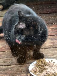 Found/Stray Male Cat last seen North Celestial and Vega, Greer, SC 29651