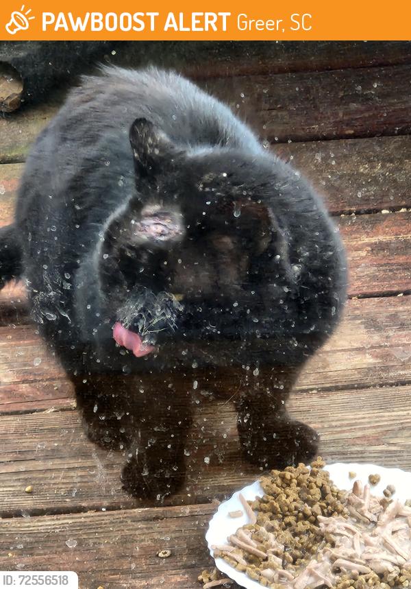Found/Stray Male Cat last seen North Celestial and Vega, Greer, SC 29651