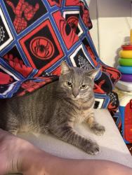 Lost Male Cat last seen w chapman and kreamer, Placentia, CA 92870