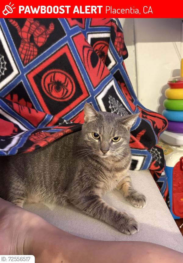 Lost Male Cat last seen w chapman and kreamer, Placentia, CA 92870