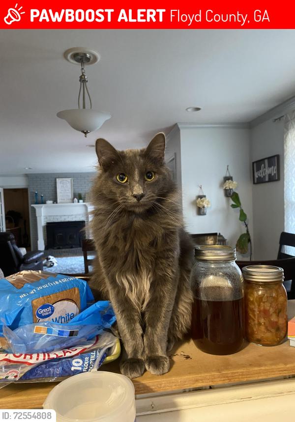 Lost Male Cat last seen Morton bend rd rome ga, Floyd County, GA 30161