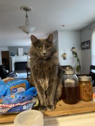 Lost Male Cat last seen Morton bend rd rome ga, Floyd County, GA 30161