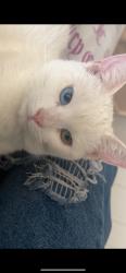 Lost Male Cat last seen Sepulveda ave and 13th street  San Bernardino, San Bernardino, CA 92404