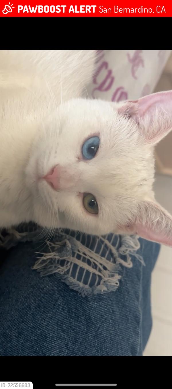 Lost Male Cat last seen Sepulveda ave and 13th street  San Bernardino, San Bernardino, CA 92404
