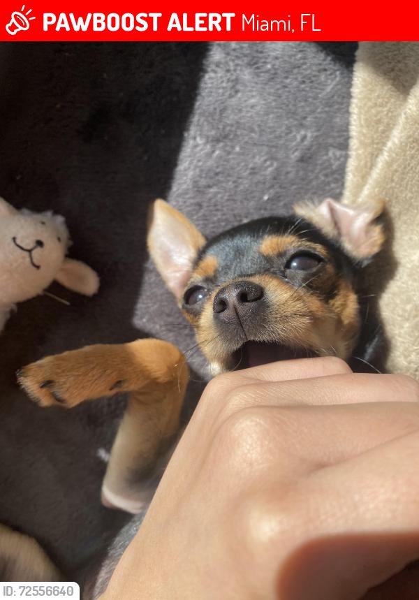 Lost Female Dog last seen 93rd ave baptist church , Miami, FL 33147