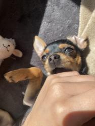 Lost Female Dog last seen 93rd ave baptist church , Miami, FL 33147