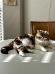 Lost Female Cat last seen Kelly & Trinity Mills, Carrollton, TX 75287