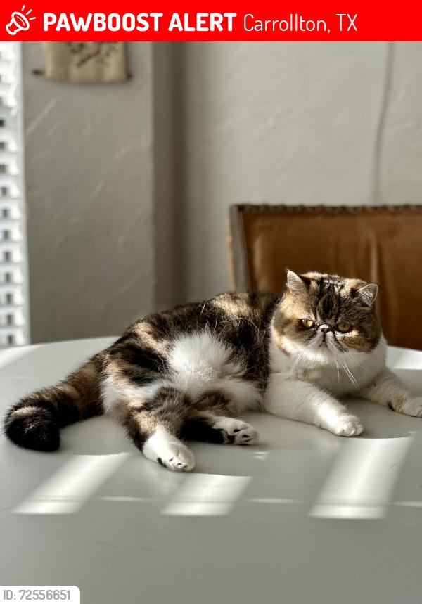 Lost Female Cat last seen Kelly & Trinity Mills, Carrollton, TX 75287