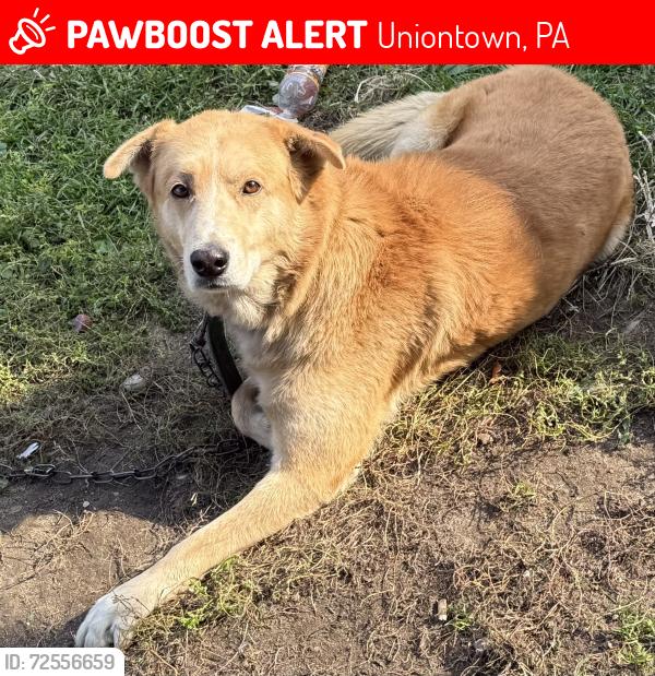 Lost Male Dog last seen Cleveland ave, Uniontown, PA 15401