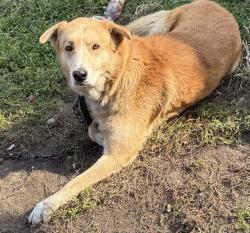 Lost Male Dog last seen Cleveland ave, Uniontown, PA 15401