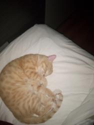 Lost Male Cat last seen Starbucks in Creek area was his last location , Goodlettsville, TN 37072