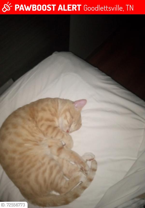 Lost Male Cat last seen Starbucks in Creek area was his last location , Goodlettsville, TN 37072