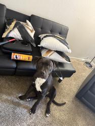 Lost Male Dog last seen Phoenix Az USA , Phoenix, AZ 85003