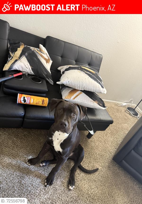 Lost Male Dog last seen Phoenix Az USA , Phoenix, AZ 85003
