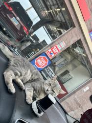 Lost Male Cat last seen Terribles and smiths, Las Vegas, NV 89117