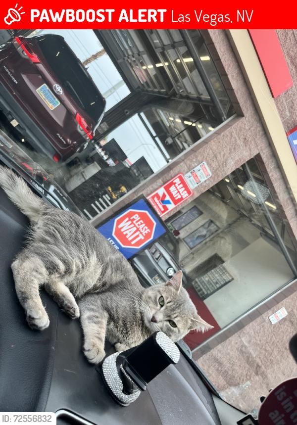 Lost Male Cat last seen Terribles and smiths, Las Vegas, NV 89117