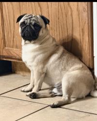Lost Male Dog last seen Gambrell and seminary , Fort Worth, TX 76115