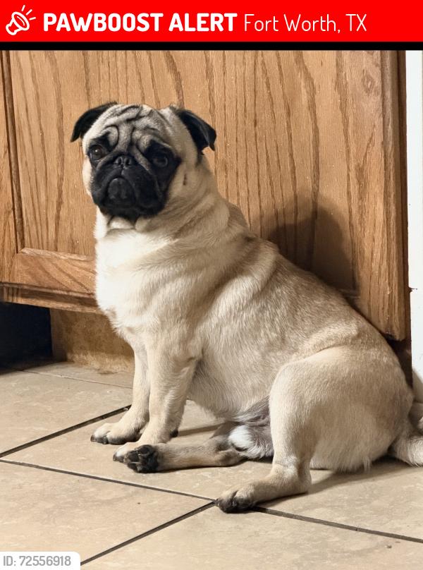 Lost Male Dog last seen Gambrell and seminary , Fort Worth, TX 76115