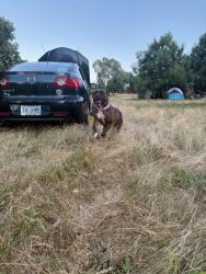 Lost Female Dog last seen Delta Park plaid pantry, Portland, OR 97217