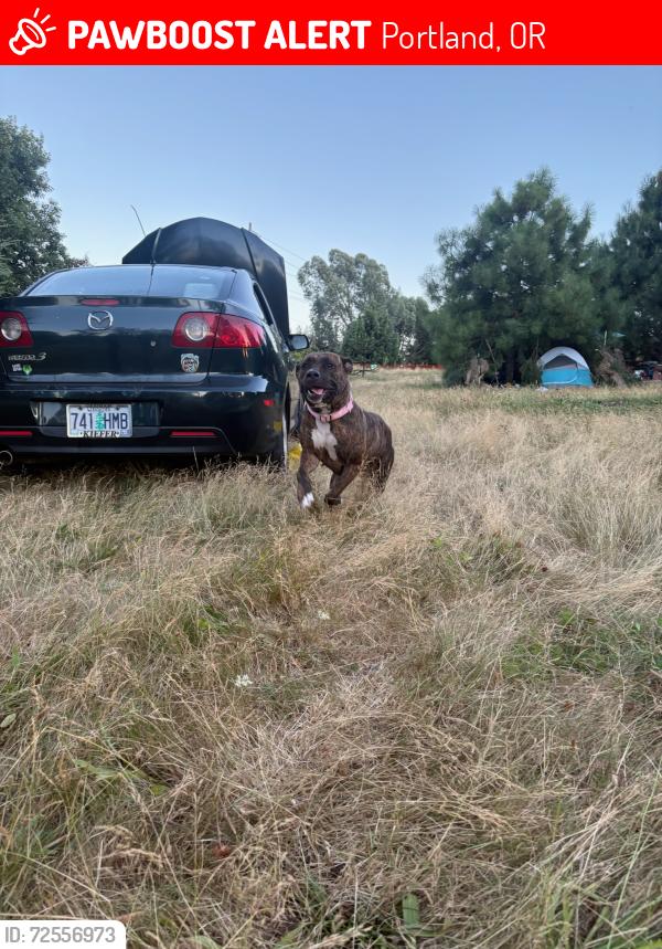 Lost Female Dog last seen Delta Park plaid pantry, Portland, OR 97217